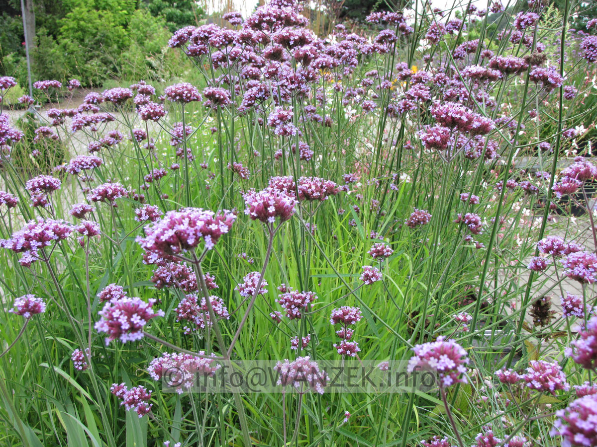 Verbena bonariense 06.JPG